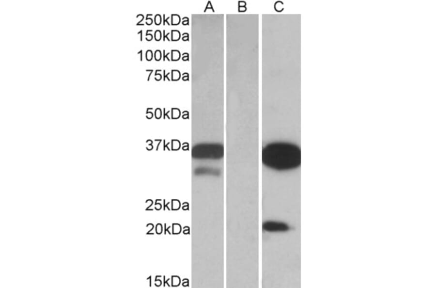 Western Blot - Anti-DAPP1 Antibody (A84728) - Antibodies.com