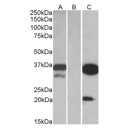 Western Blot - Anti-DAPP1 Antibody (A84728) - Antibodies.com