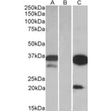 Western Blot - Anti-DAPP1 Antibody (A84728) - Antibodies.com