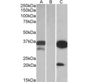 Western Blot - Anti-DAPP1 Antibody (A84728) - Antibodies.com