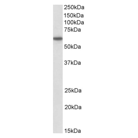 Western Blot - Anti-CD80 Antibody (A84729) - Antibodies.com