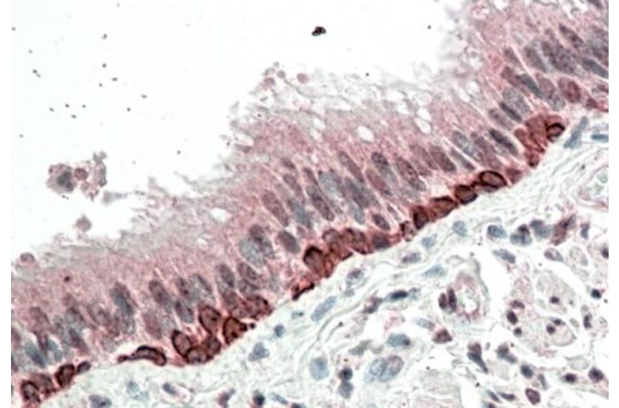 Immunohistochemistry - Anti-FOXI3 Antibody (A84743) - Antibodies.com