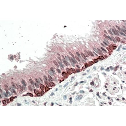 Immunohistochemistry - Anti-FOXI3 Antibody (A84743) - Antibodies.com