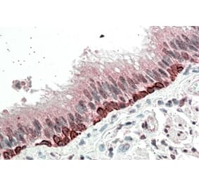 Immunohistochemistry - Anti-FOXI3 Antibody (A84743) - Antibodies.com