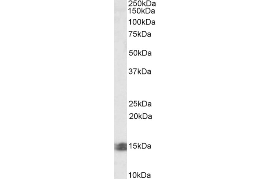 Western Blot - Anti-INCA Antibody (A84744) - Antibodies.com