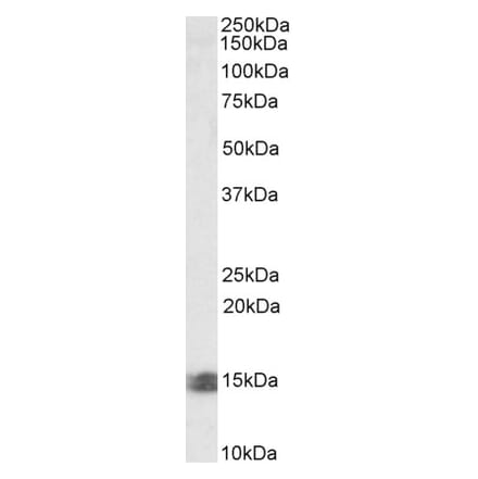 Western Blot - Anti-INCA Antibody (A84744) - Antibodies.com