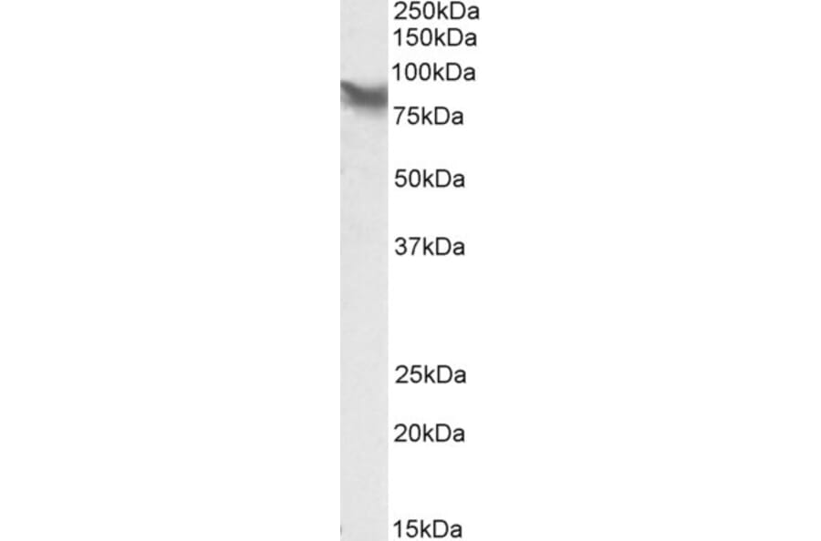 Western Blot - Anti-LPP Antibody (A84745) - Antibodies.com