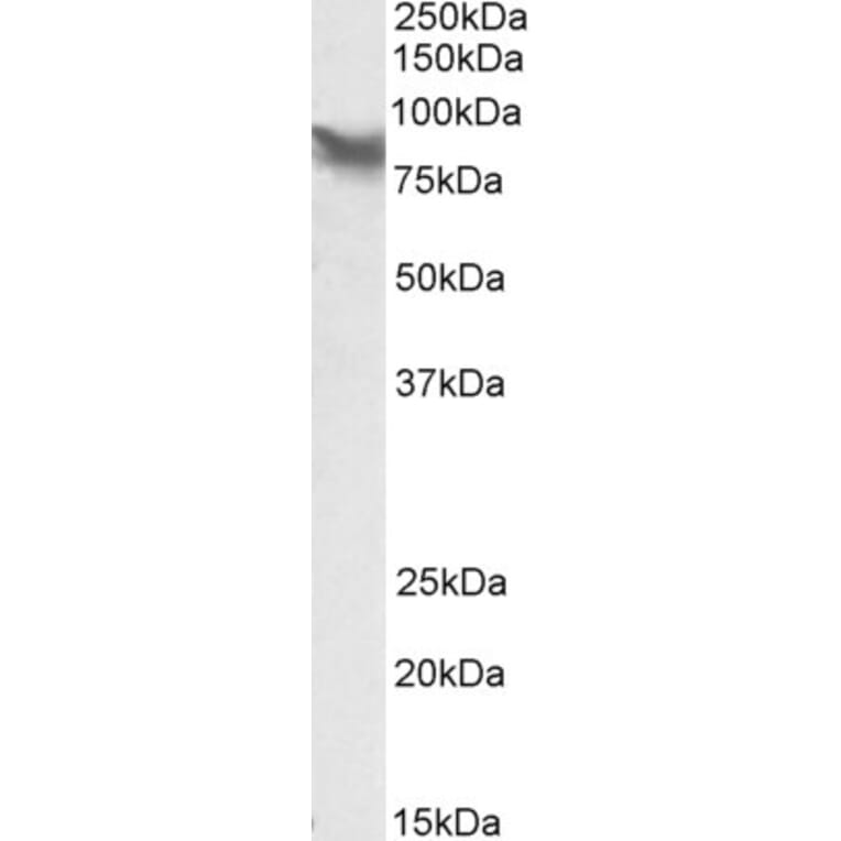 Western Blot - Anti-LPP Antibody (A84745) - Antibodies.com