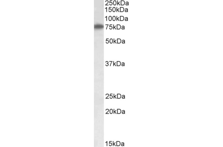 Western Blot - Anti-RARS Antibody (A84749) - Antibodies.com