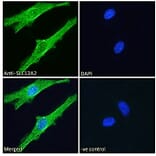 Immunofluorescence - Anti-NKCC1 Antibody (A84750) - Antibodies.com