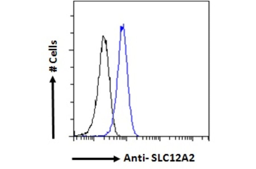 Flow Cytometry - Anti-NKCC1 Antibody (A84750) - Antibodies.com