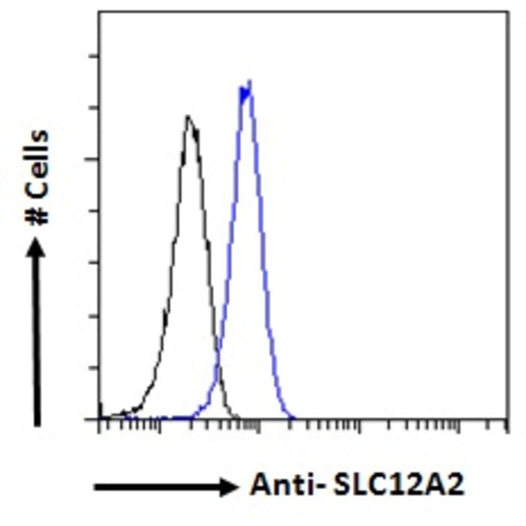 Flow Cytometry - Anti-NKCC1 Antibody (A84750) - Antibodies.com