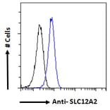 Flow Cytometry - Anti-NKCC1 Antibody (A84750) - Antibodies.com