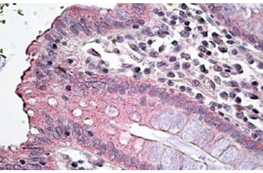Immunohistochemistry - Anti-NKCC1 Antibody (A84750) - Antibodies.com