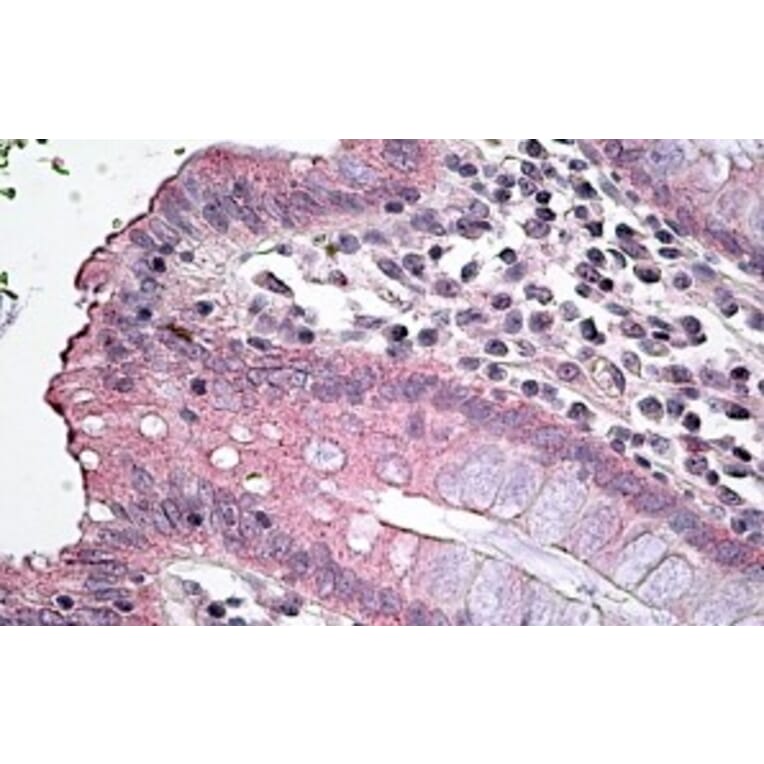 Immunohistochemistry - Anti-NKCC1 Antibody (A84750) - Antibodies.com