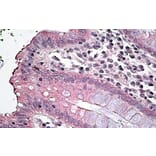 Immunohistochemistry - Anti-NKCC1 Antibody (A84750) - Antibodies.com