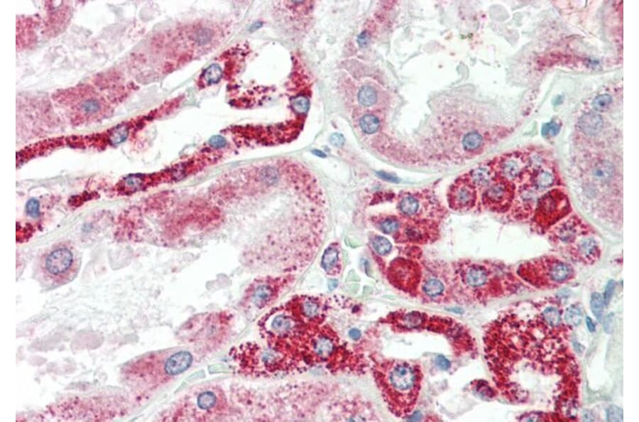 Immunohistochemistry - Anti-NDUFS6 Antibody (A84752) - Antibodies.com