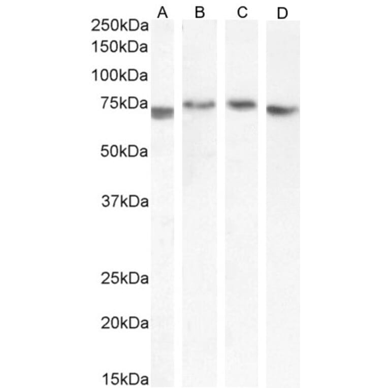 Western Blot - Anti-TGFBI Antibody (A84753) - Antibodies.com