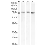 Western Blot - Anti-TGFBI Antibody (A84753) - Antibodies.com