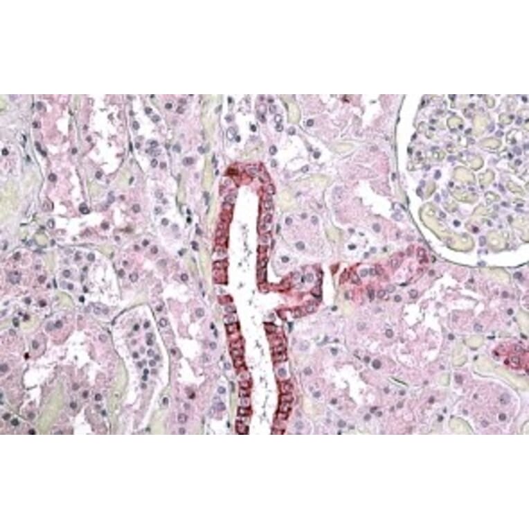 Immunohistochemistry - Anti-TGFBI Antibody (A84753) - Antibodies.com