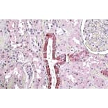 Immunohistochemistry - Anti-TGFBI Antibody (A84753) - Antibodies.com