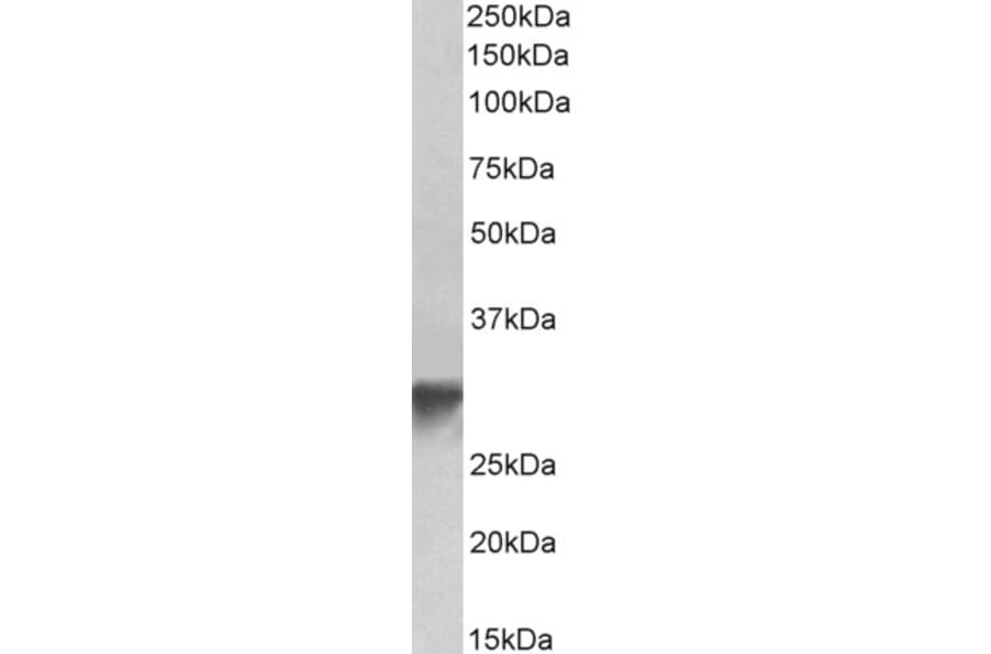 Western Blot - Anti-GOLPH3/MIDAS Antibody (A84755) - Antibodies.com
