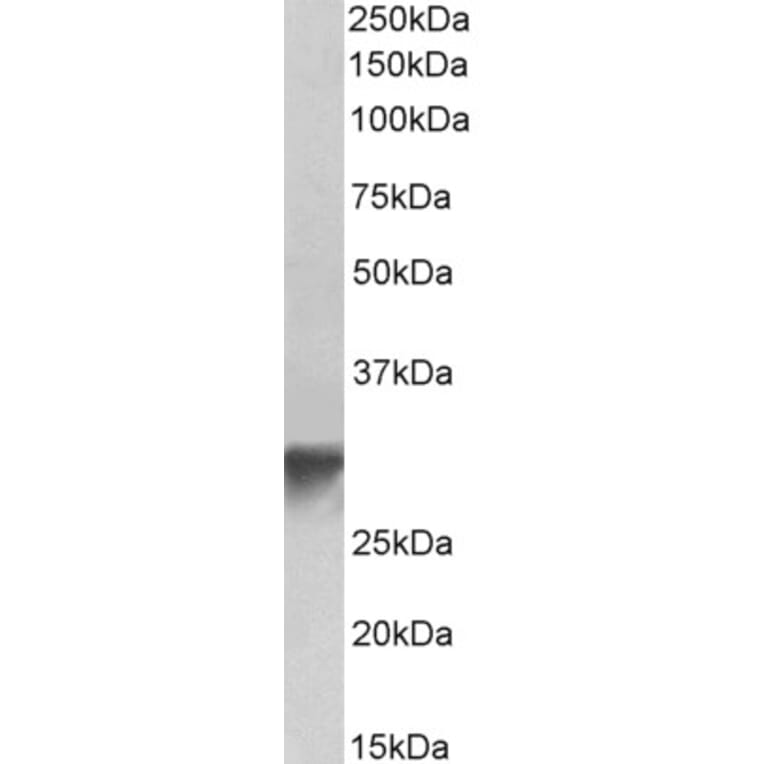 Western Blot - Anti-GOLPH3/MIDAS Antibody (A84755) - Antibodies.com