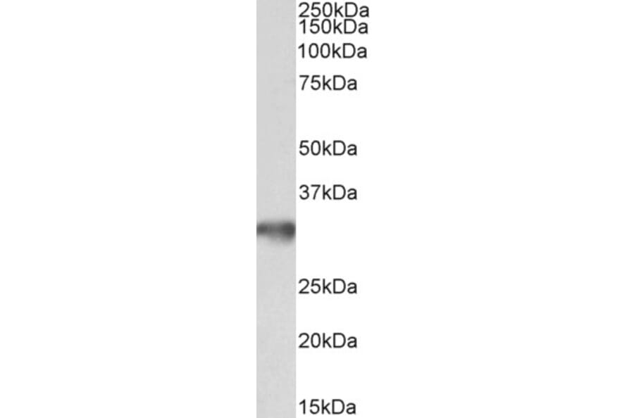 Western Blot - Anti-GOLPH3/MIDAS Antibody (A84755) - Antibodies.com