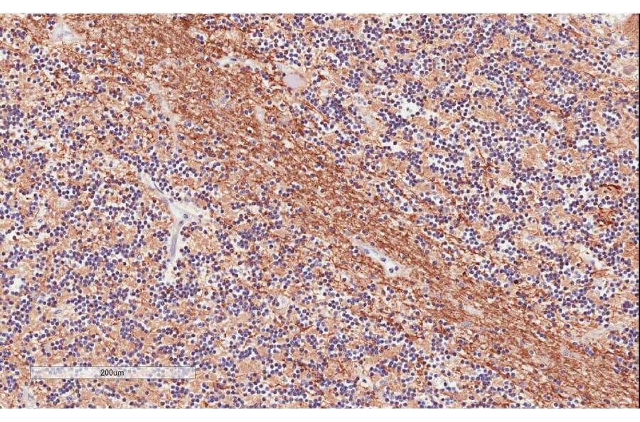 Immunohistochemistry - Anti-TPPP Antibody (A84756) - Antibodies.com