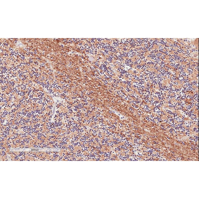Immunohistochemistry - Anti-TPPP Antibody (A84756) - Antibodies.com