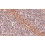 Immunohistochemistry - Anti-TPPP Antibody (A84756) - Antibodies.com