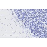 Immunohistochemistry - Anti-TPPP Antibody (A84756) - Antibodies.com