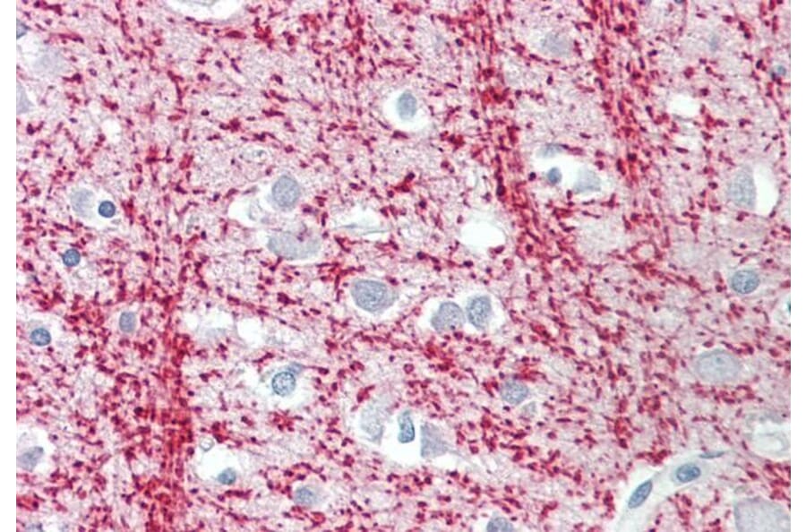 Immunohistochemistry - Anti-TPPP Antibody (A84756) - Antibodies.com