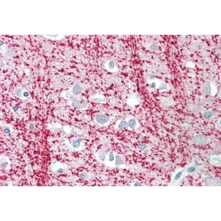 Immunohistochemistry - Anti-TPPP Antibody (A84756) - Antibodies.com