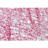 Immunohistochemistry - Anti-TPPP Antibody (A84756) - Antibodies.com