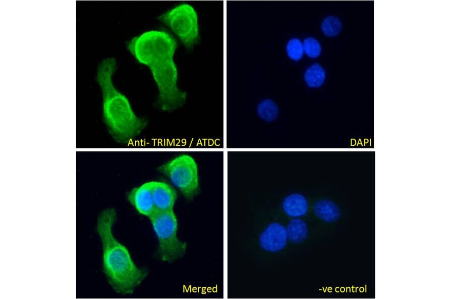 Immunofluorescence - Anti-TRIM29 Antibody (A84758) - Antibodies.com