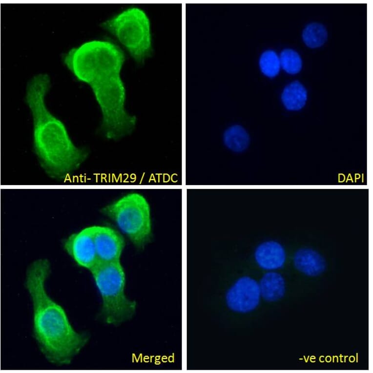 Immunofluorescence - Anti-TRIM29 Antibody (A84758) - Antibodies.com