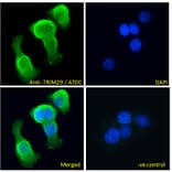 Immunofluorescence - Anti-TRIM29 Antibody (A84758) - Antibodies.com