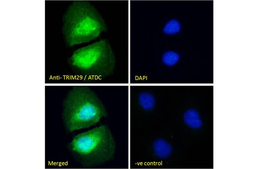 Immunofluorescence - Anti-TRIM29 Antibody (A84758) - Antibodies.com