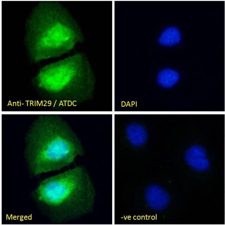 Immunofluorescence - Anti-TRIM29 Antibody (A84758) - Antibodies.com