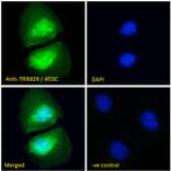 Immunofluorescence - Anti-TRIM29 Antibody (A84758) - Antibodies.com