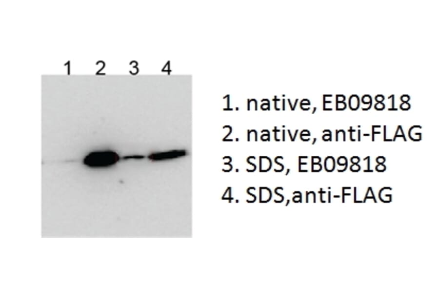 IP/Western Blot - Anti-BICC1 Antibody (A84761) - Antibodies.com