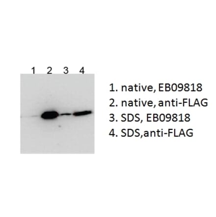 IP/Western Blot - Anti-BICC1 Antibody (A84761) - Antibodies.com
