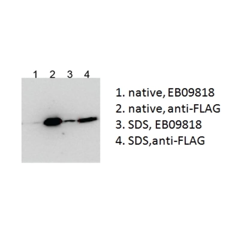 IP/Western Blot - Anti-BICC1 Antibody (A84761) - Antibodies.com