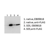 IP/Western Blot - Anti-BICC1 Antibody (A84761) - Antibodies.com