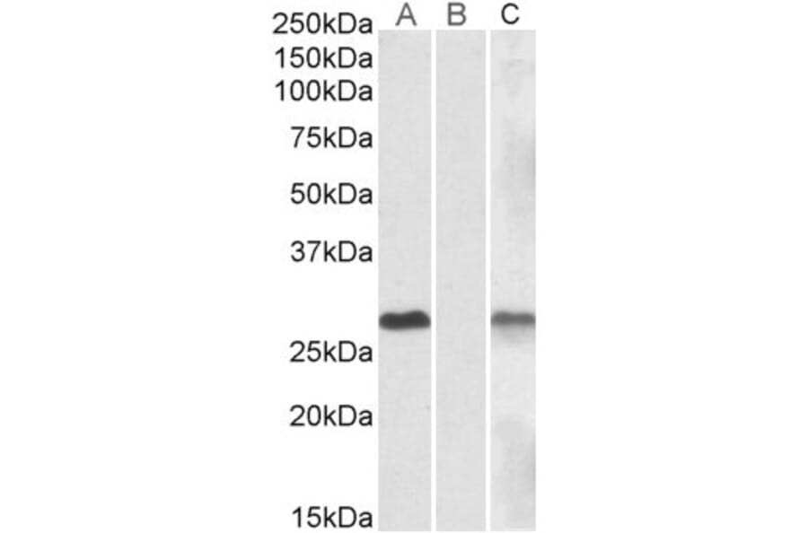 Western Blot - Anti-DYDC1 Antibody (A84762) - Antibodies.com