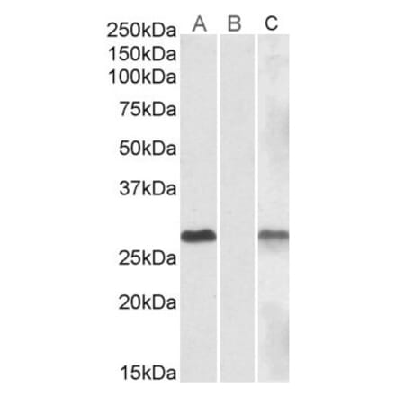 Western Blot - Anti-DYDC1 Antibody (A84762) - Antibodies.com