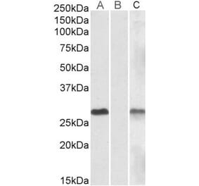 Western Blot - Anti-DYDC1 Antibody (A84762) - Antibodies.com