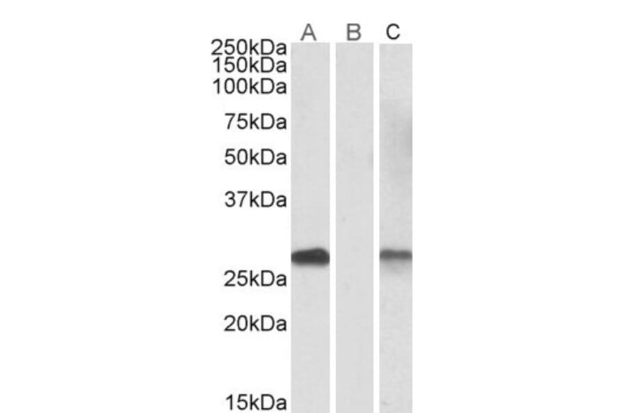 Western Blot - Anti-DYDC1 Antibody (A84763) - Antibodies.com