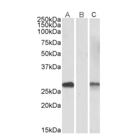 Western Blot - Anti-DYDC1 Antibody (A84763) - Antibodies.com
